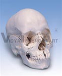 Beauchene Adult Human Skull – Anatomical Version, 22 part